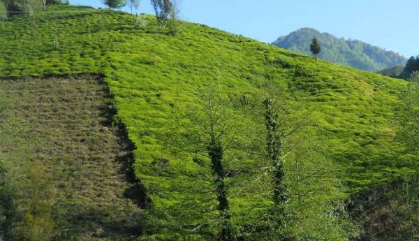 Artvin-Borçka_Hopa-Rize