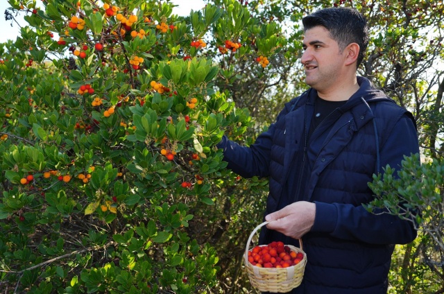 DOĞASEVERLER, 438 METRE YÜKSEKLİĞİNDEKİ KAYIŞDAĞI ORMANI’NDA DAĞ ÇİLEĞİ TOPLADI.