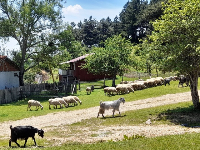 TARAKLI, KARAGÖL YAYLASI