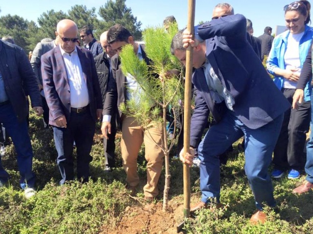 Ak Parti Ataşehir Ağaç Dikme Etkinliği 2016