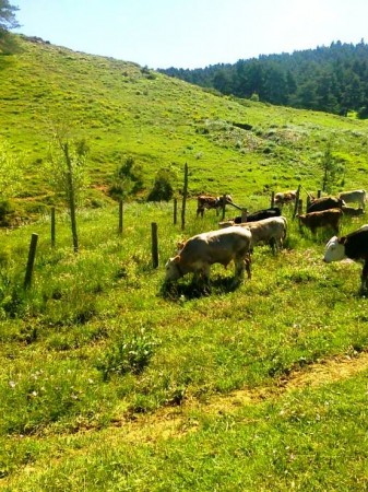 Çankırı, Çerkeş Bıldırcın Yaylası