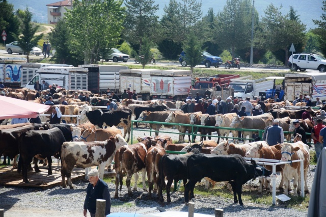 Çankırı Ilgaz Hayvan Pazarı 25 . 5 . 2024,