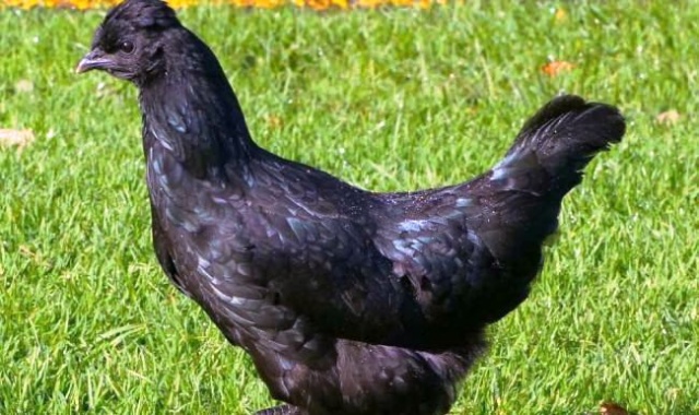 Eti, Yumurtası Siyah, Kara Tavuk, Ayam Cemani,