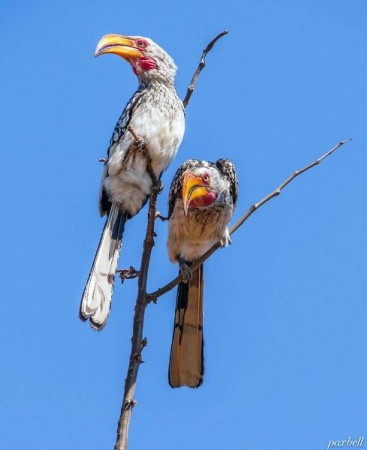 Kuş Resimleri, Doğa