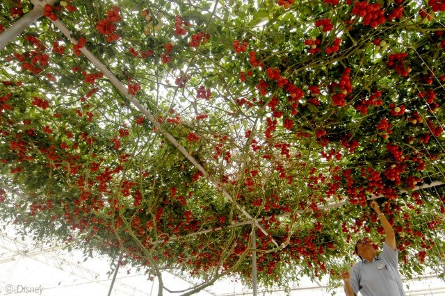 Meyve Sebze ve Doğa fotoğrafları