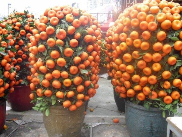 Meyve Sebze ve Doğa fotoğrafları