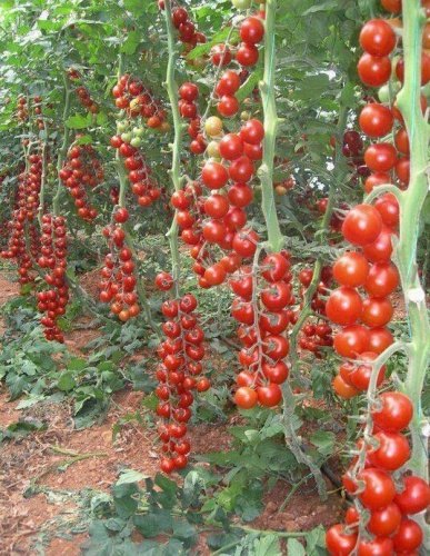 Meyve Sebze ve Doğa fotoğrafları