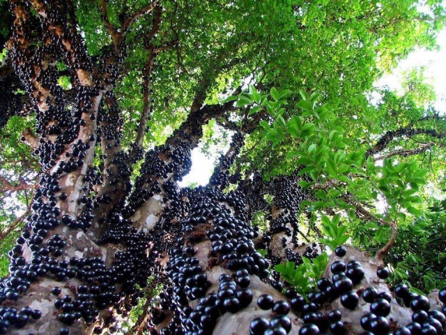 Meyve Sebze ve Doğa fotoğrafları