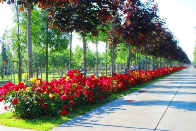 Park, Bahçe Peyzaj Resimleri 2019