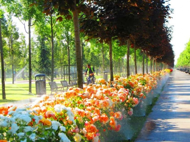 Park, Bahçe Peyzaj Resimleri 2019