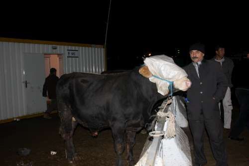 SULTANBEYLİ KURBAN KESİM MERKEZİ 2