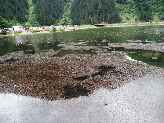 Trabzon Uzungöl Can Çekişiyor