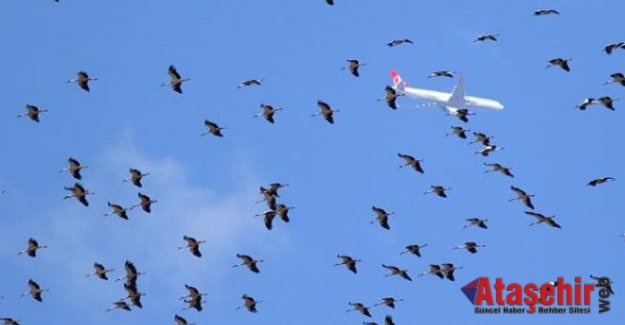 Leylekler Ataşehir semalarında