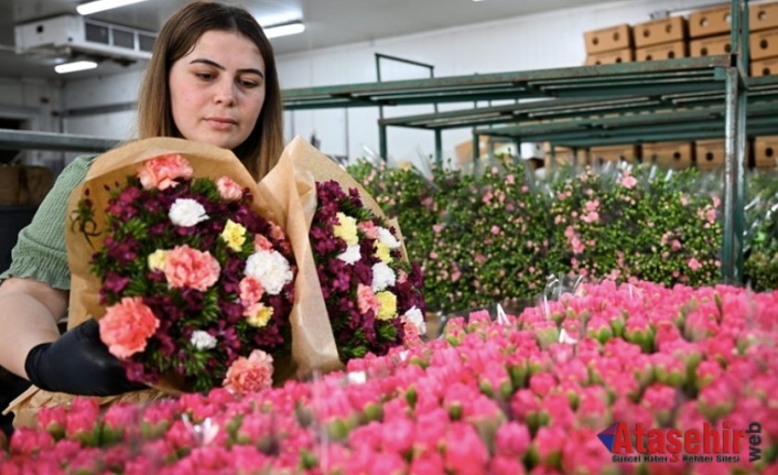 Anneler Günü için Türkiye'den Avrupa'ya 70 milyon dal çiçek ihracatı