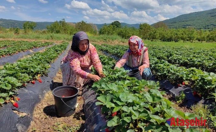 Bursa’nın çilek köyünde hasat başladı