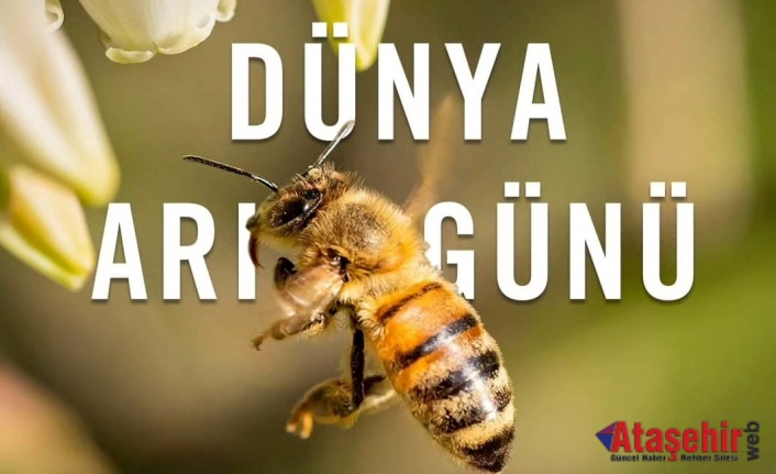 Dünya Arı Günü 