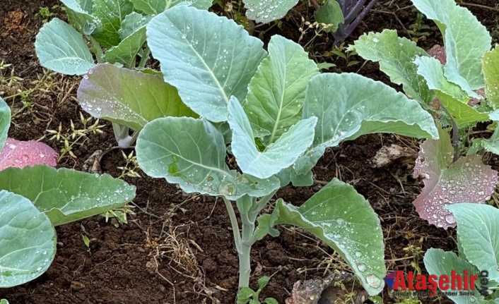 Karadeniz Ekonomisinin Görünmeyen Kahramanları