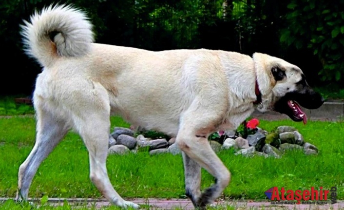 AKSARAY MALAKLISI ; ANADOLU ÇOBAN KÖPEĞİ