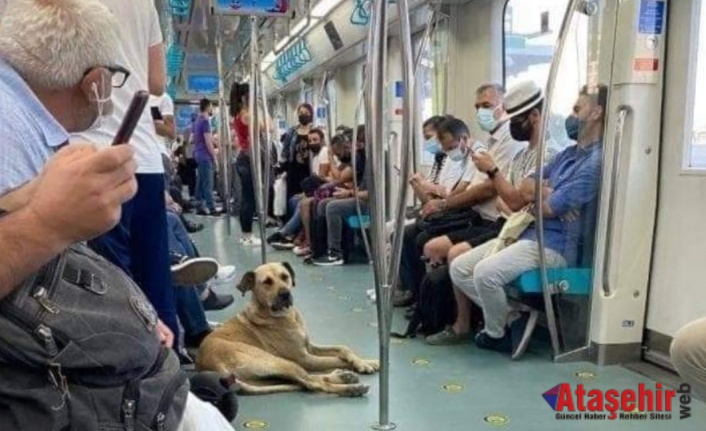 Sokak Köpekleri ve Metro