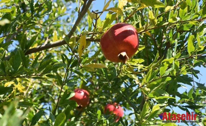 Muğla Nar üretiminde Türkiye ikincisi