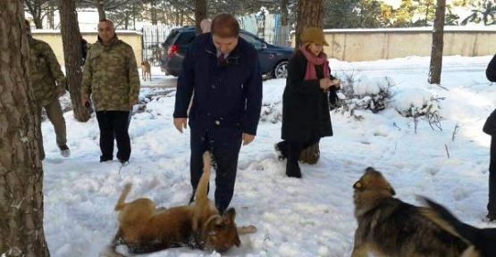 Maltepe'de Sokak hayvanları unutulmadı