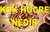 KÖK HÜCRE NEDİR?