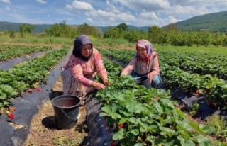 Bursa’nın çilek köyünde hasat başladı