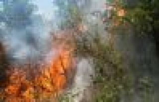 Beykoz'da korkutan orman yangını