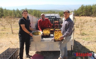 ALIÇTA HASAT BAŞLADI