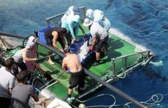 Alanya'da 32 ton balığına uydu takip cihazı takıldı.