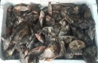 Giresun’da balıkçılarda çalar balığı mesaisi başladı