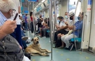 Sokak Köpekleri ve Metro